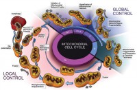 /album/antonio-ascens%c3%a3o/mito-life-large-jpg/