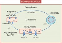 /album/antonio-ascens%c3%a3o/mitoch3-jpg/