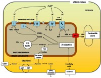 /album/antonio-ascens%c3%a3o/mitochondrion-jpg/
