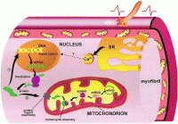 /album/antonio-ascens%c3%a3o/mitoc2-gif/