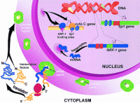 /album/antonio-ascens%c3%a3o/mitoc3-gif/