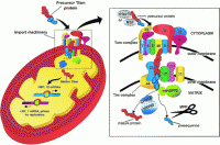 /album/antonio-ascens%c3%a3o/mitoc4-gif/