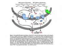 /album/antonio-ascens%c3%a3o/slide2-jpg/