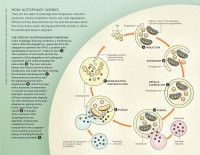 /album/antonio-ascens%c3%a3o/a02-12-how-autophagy-works-jpg/
