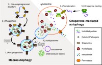 /album/antonio-ascens%c3%a3o/a1750-1326-4-16-1-l-jpg/
