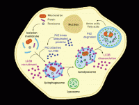 /album/antonio-ascens%c3%a3o/p62-gif/